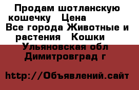 Продам шотланскую кошечку › Цена ­ 10 000 - Все города Животные и растения » Кошки   . Ульяновская обл.,Димитровград г.